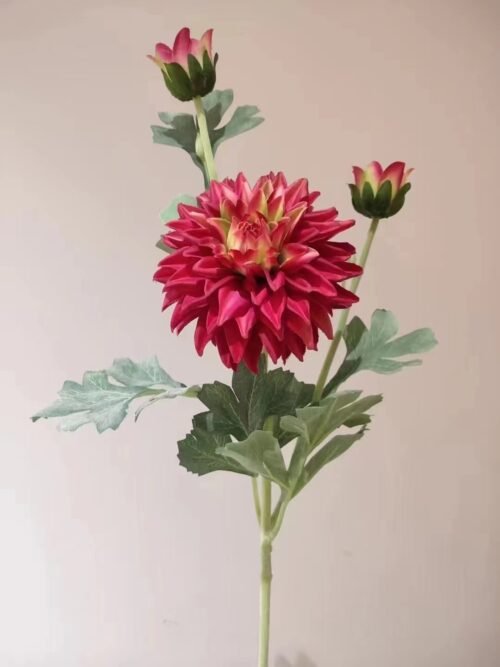 Dahlia