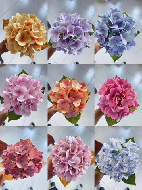 Hydrangea